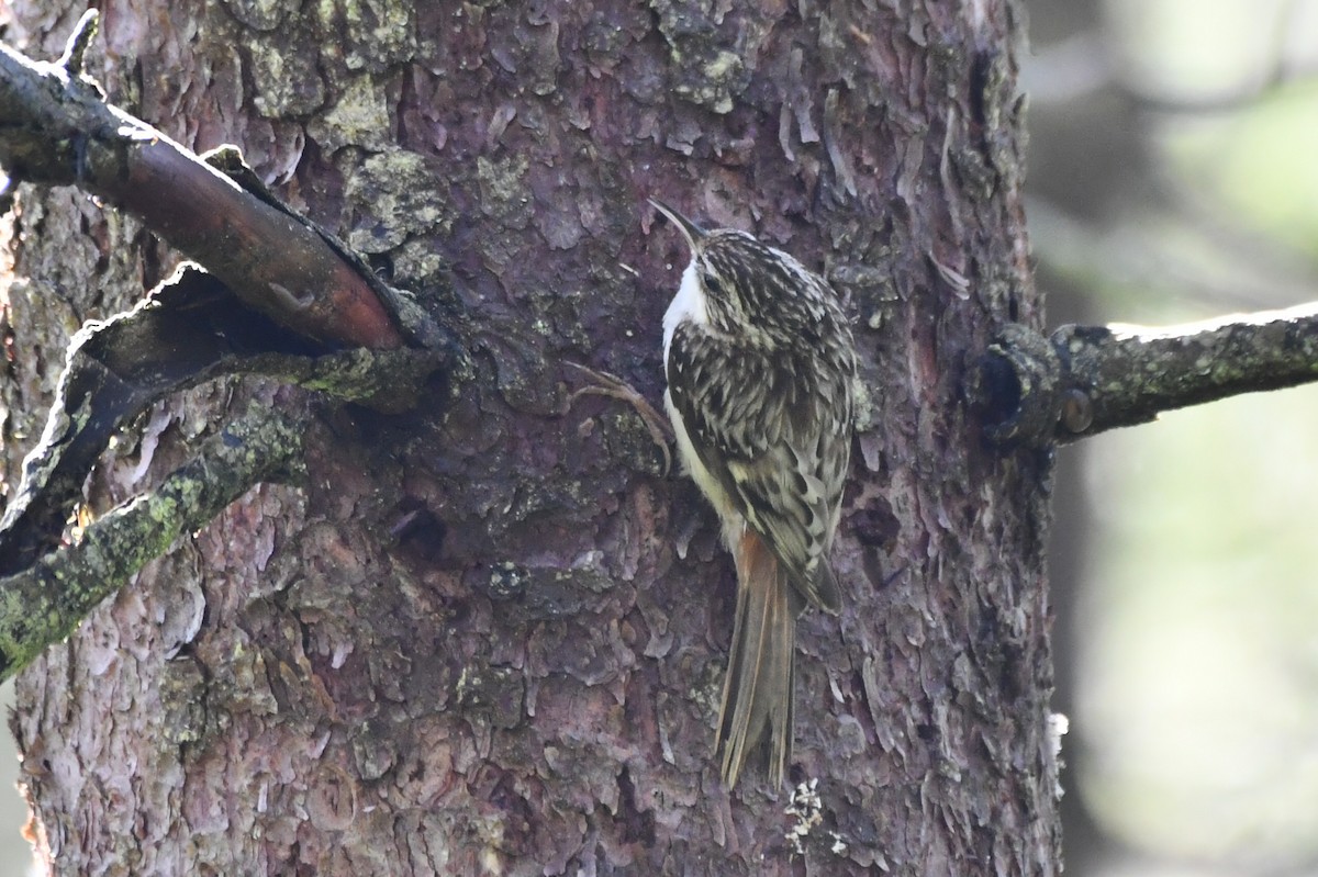 Brown Creeper - ML638317904