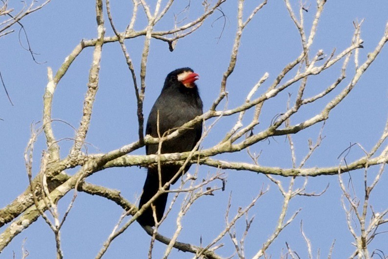 White-fronted Nunbird - ML638317911