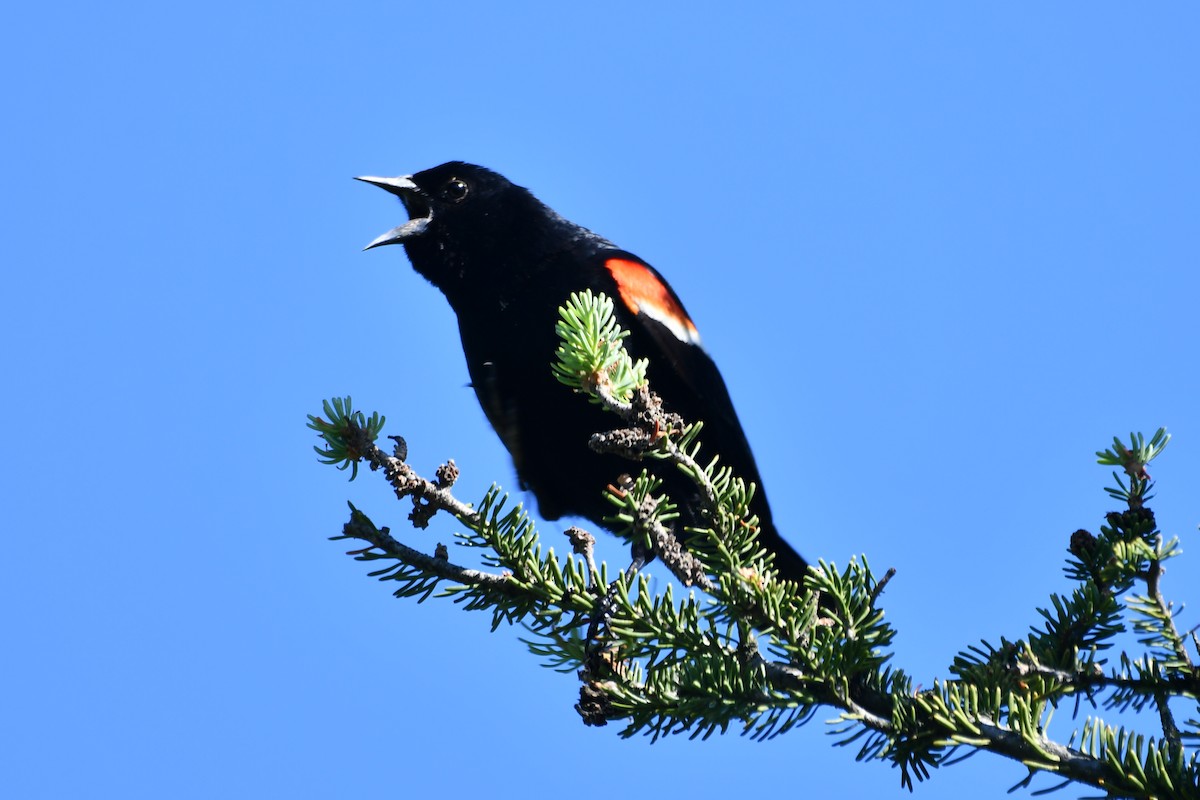 Red-winged Blackbird - ML638317917