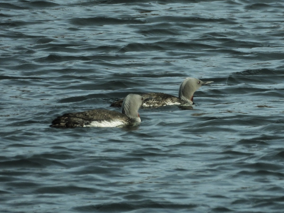 Plongeon catmarin - ML638317929