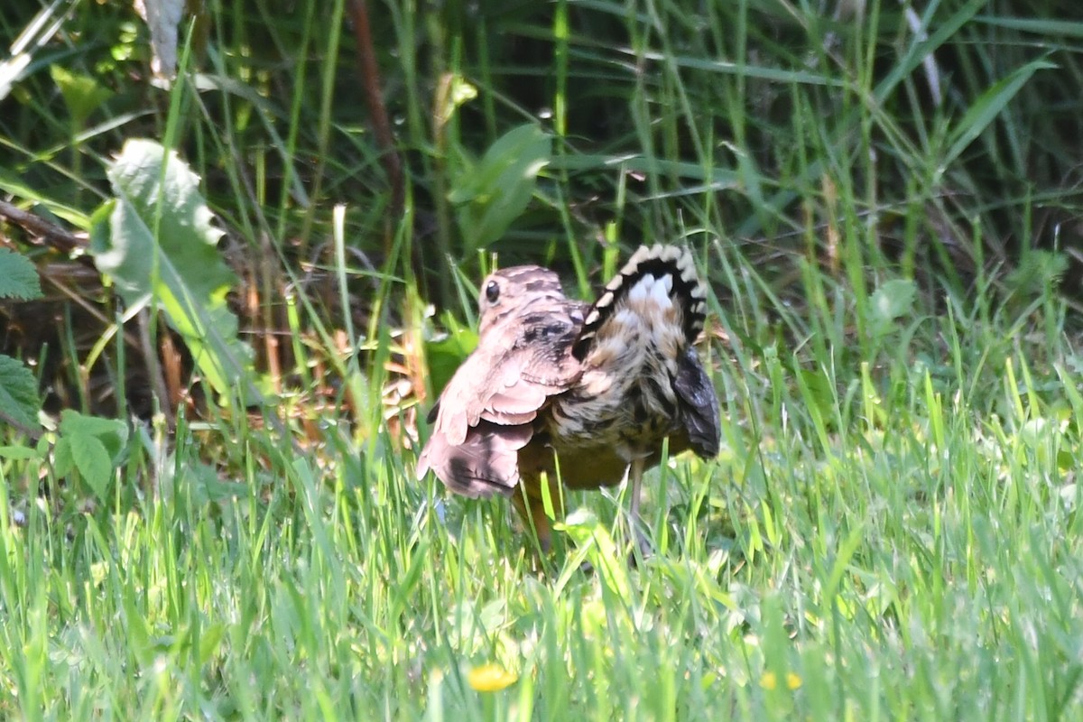 American Woodcock - ML638317953