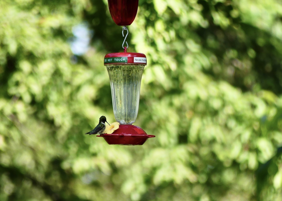 Ruby-throated Hummingbird - ML638317962