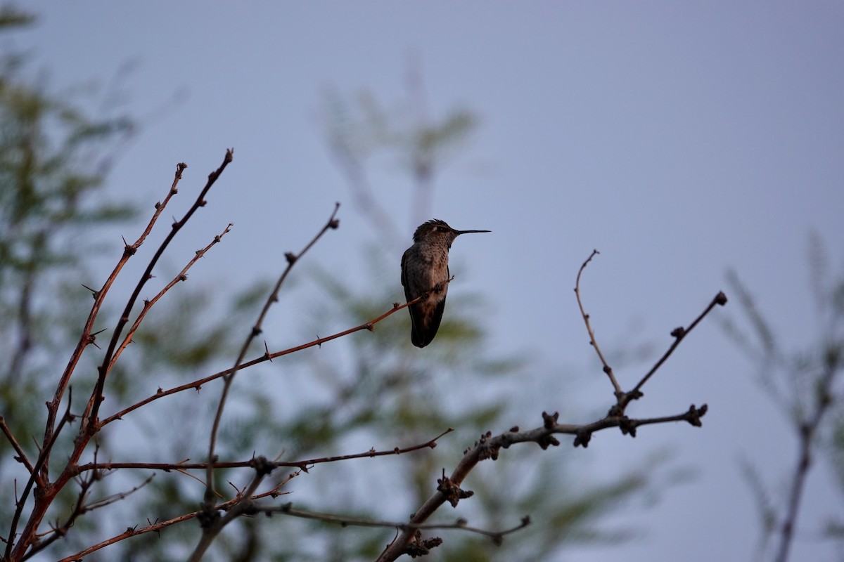 Anna's Hummingbird - ML638317984