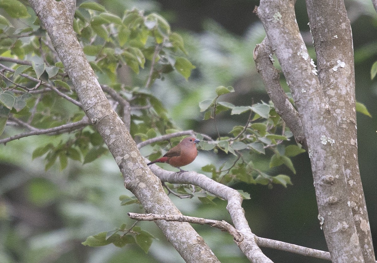 Jameson's Firefinch - ML638317988