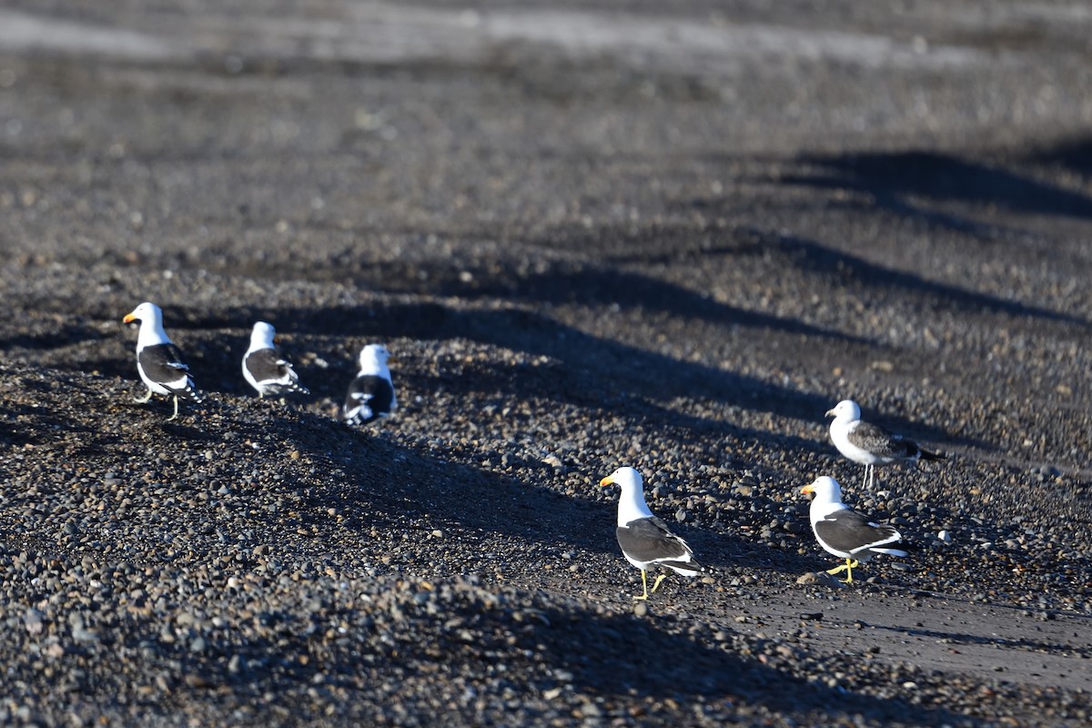 Kelp Gull - ML638318011