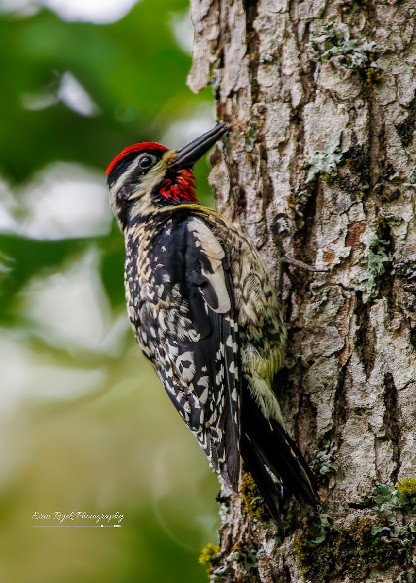 Yellow-bellied Sapsucker - ML638318016