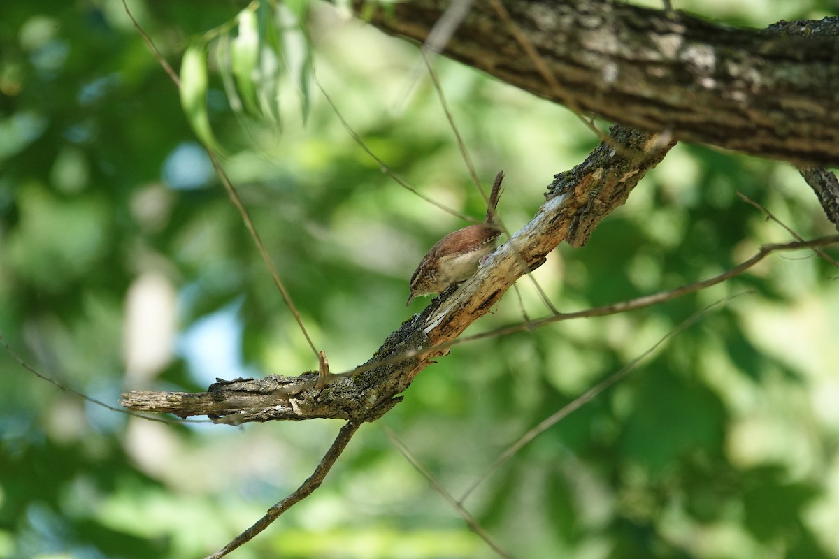 Carolina Wren - ML638318021