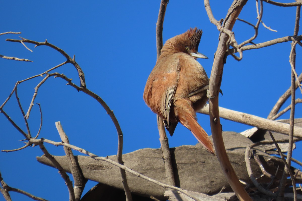 Brown Cacholote - ML638318034