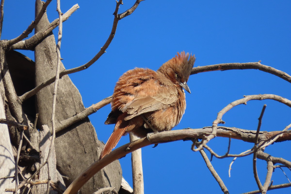 Brown Cacholote - ML638318035