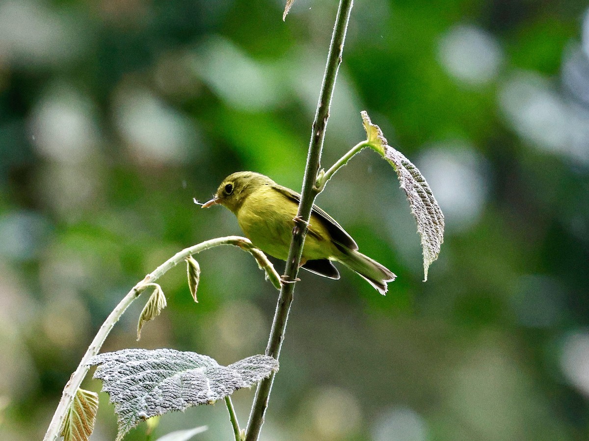 Whistler's Warbler - ML638318037