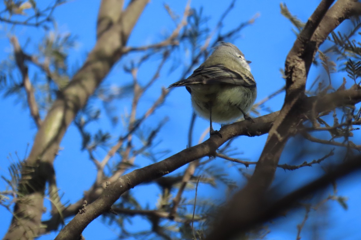 Straneck's Tyrannulet - ML638318039