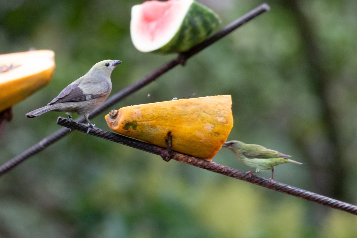 Palm Tanager - ML638318059