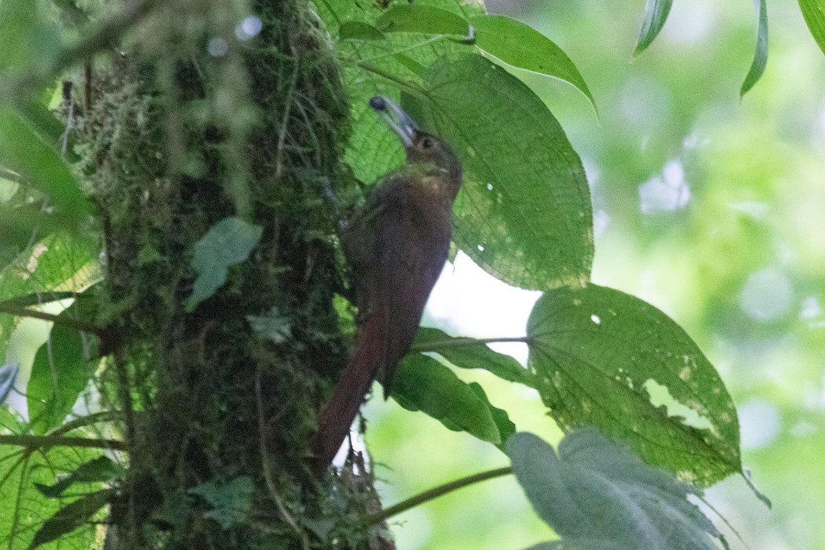 Cocoa Woodcreeper - ML638318066