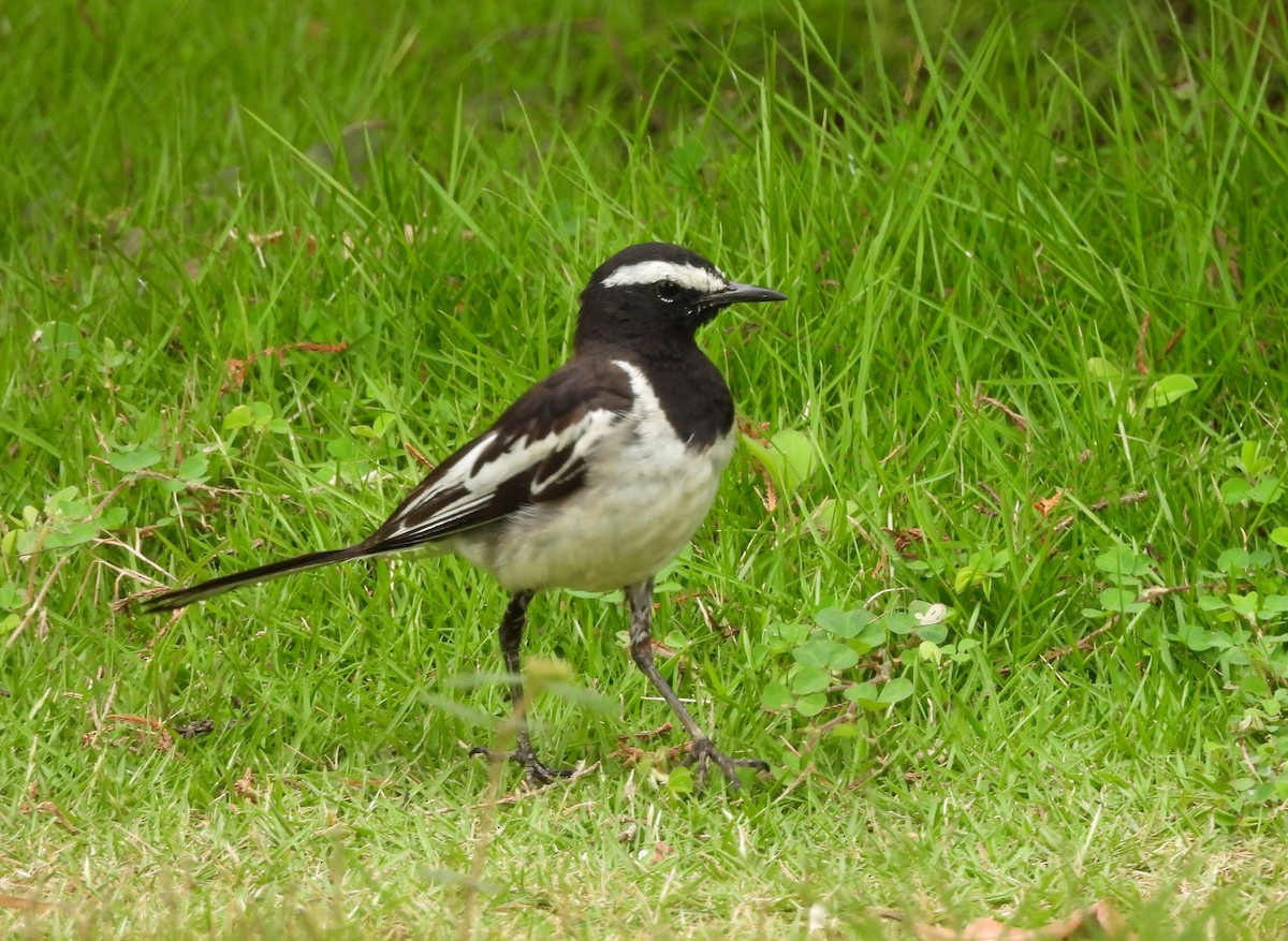 White-browed Wagtail - ML638318070