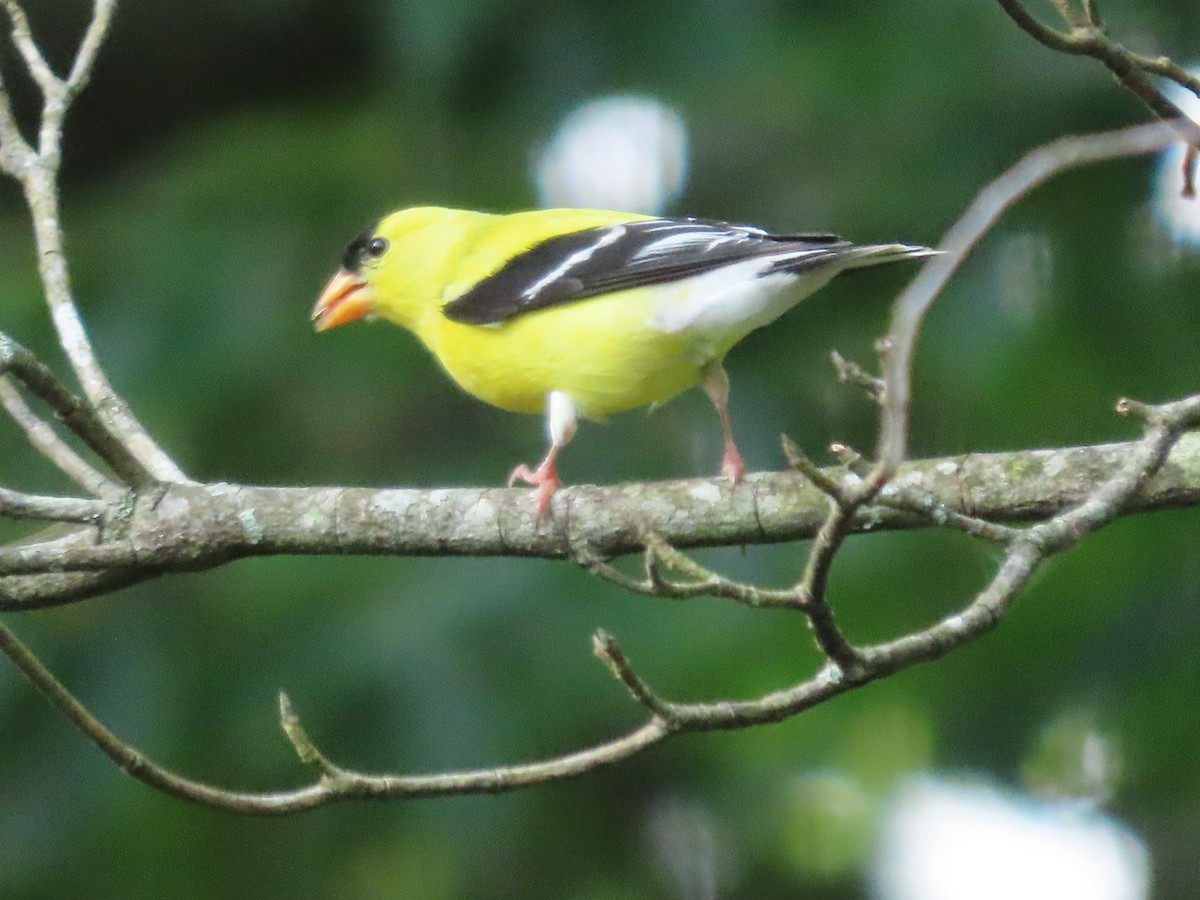 American Goldfinch - ML638318082