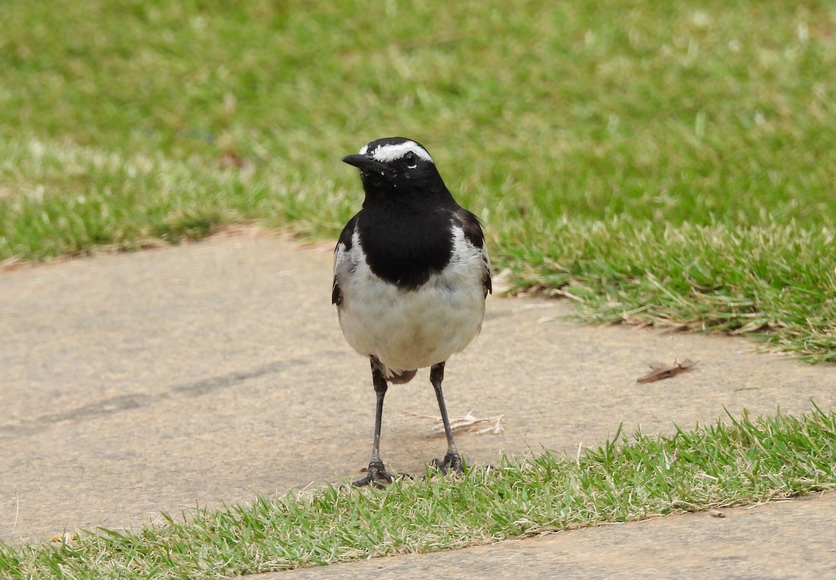 White-browed Wagtail - ML638318084