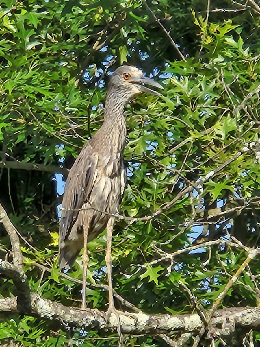 Krabbenreiher - ML638318086