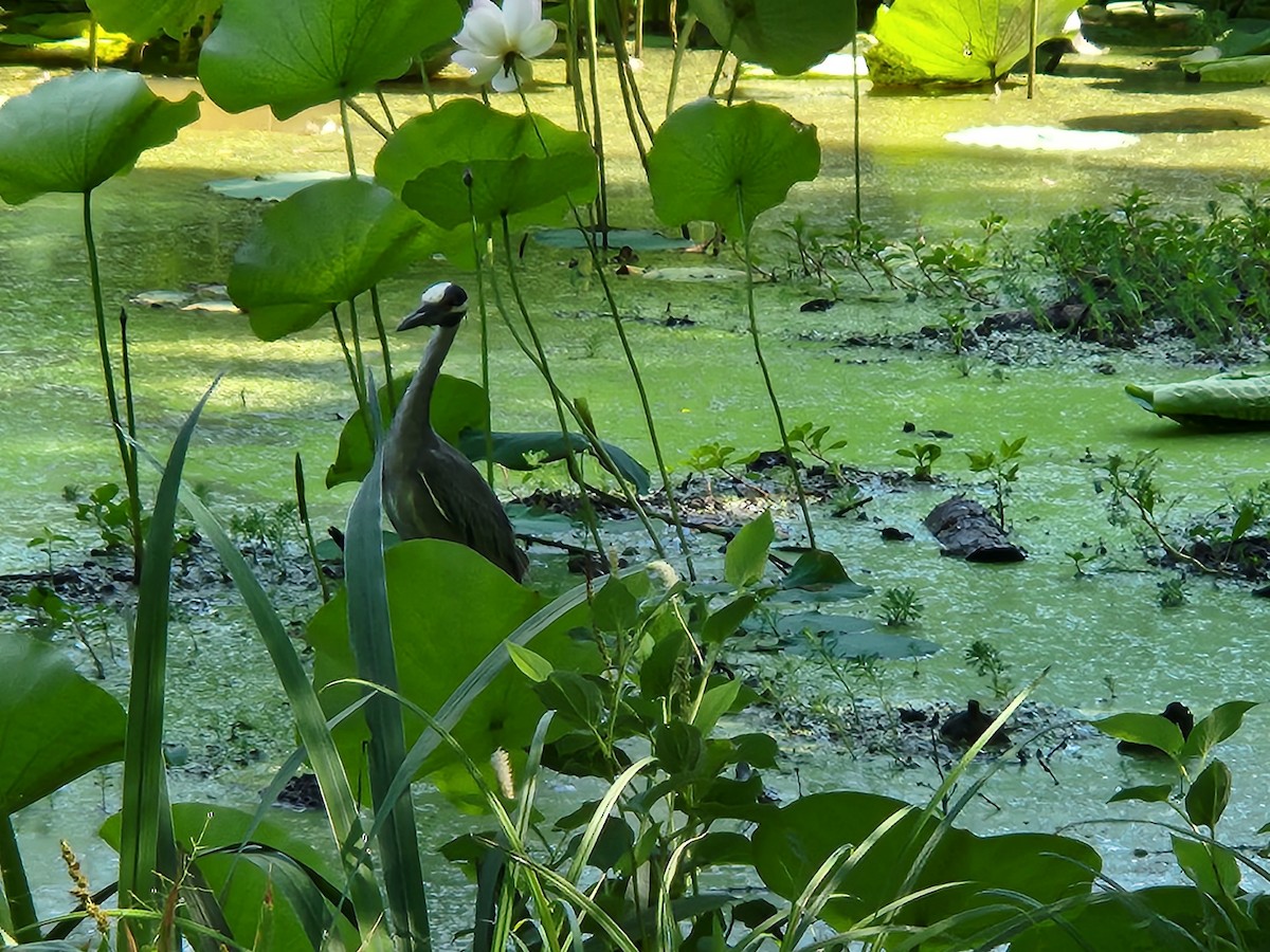 Krabbenreiher - ML638318087