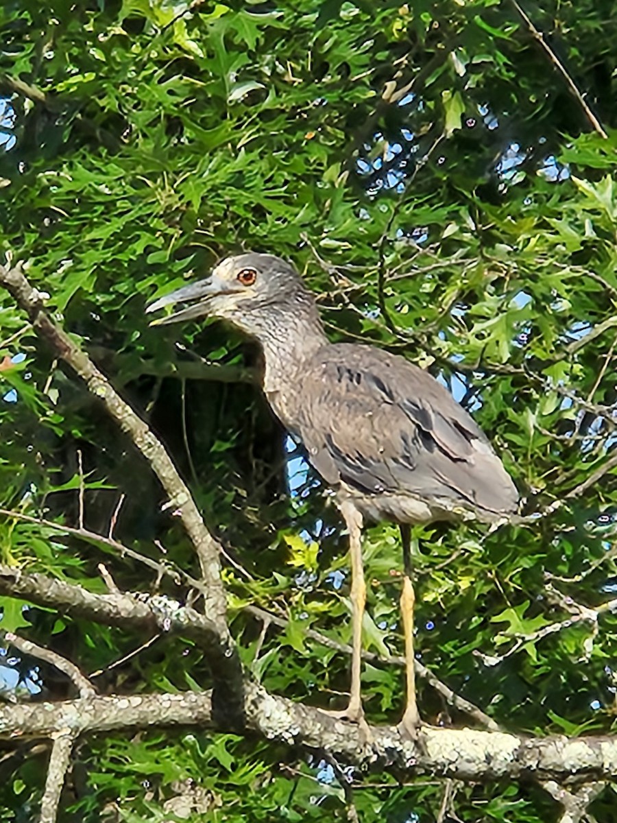 Krabbenreiher - ML638318088