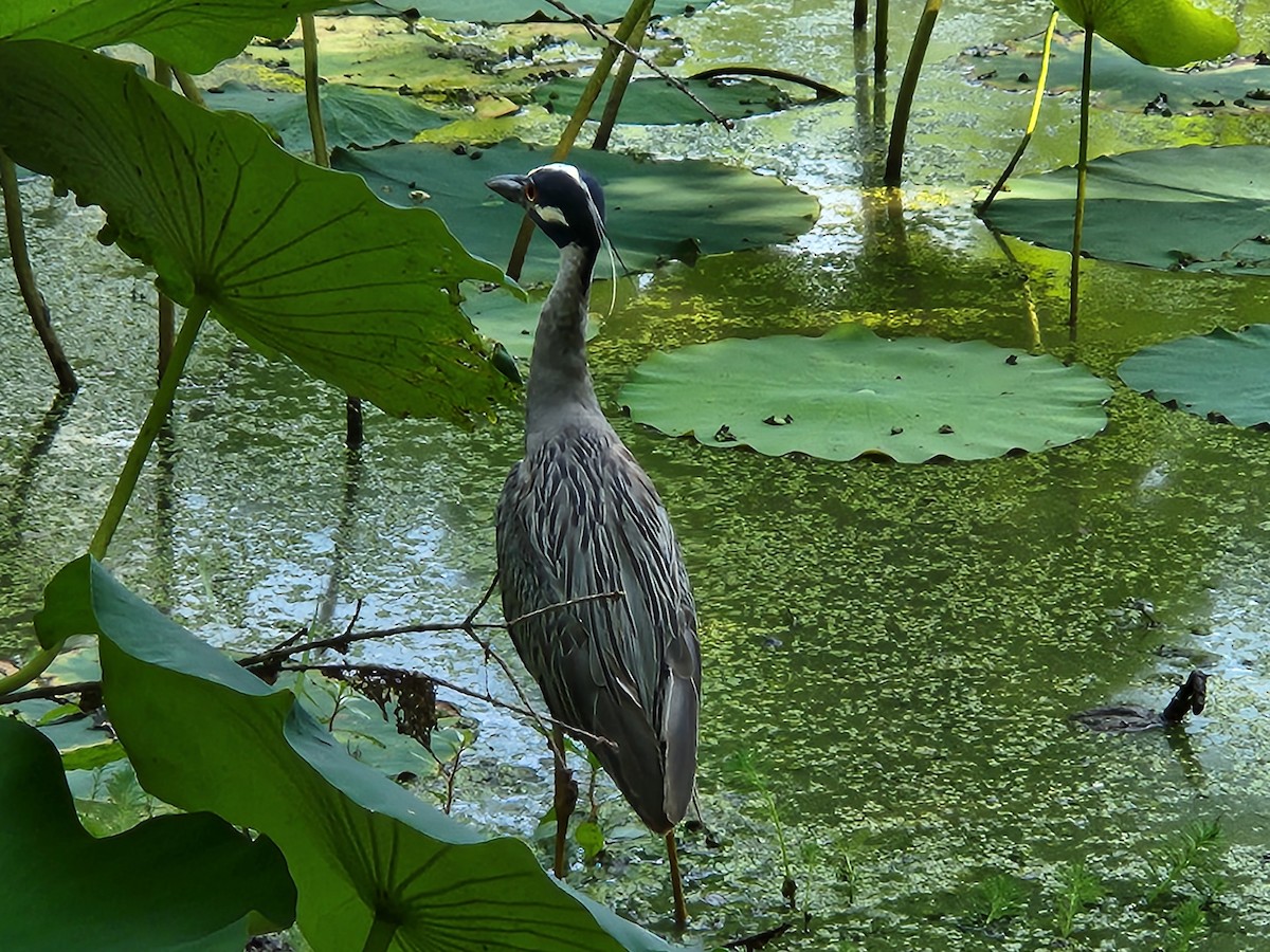 Krabbenreiher - ML638318089