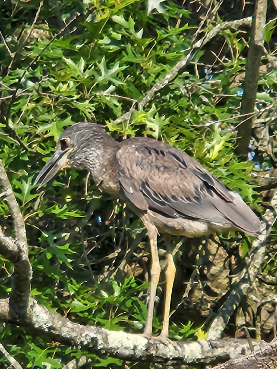 Krabbenreiher - ML638318091