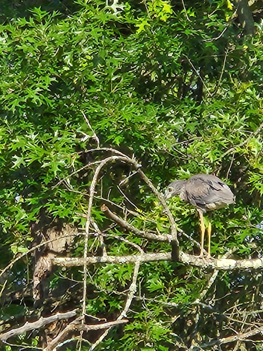 Krabbenreiher - ML638318092