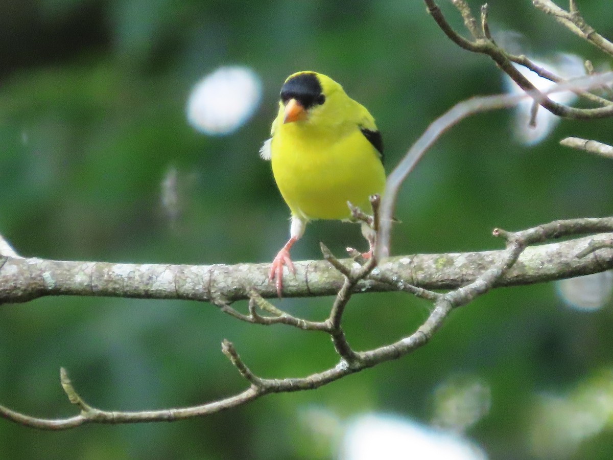 American Goldfinch - ML638318093