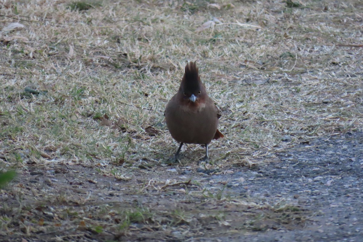 Brown Cacholote - ML638318096