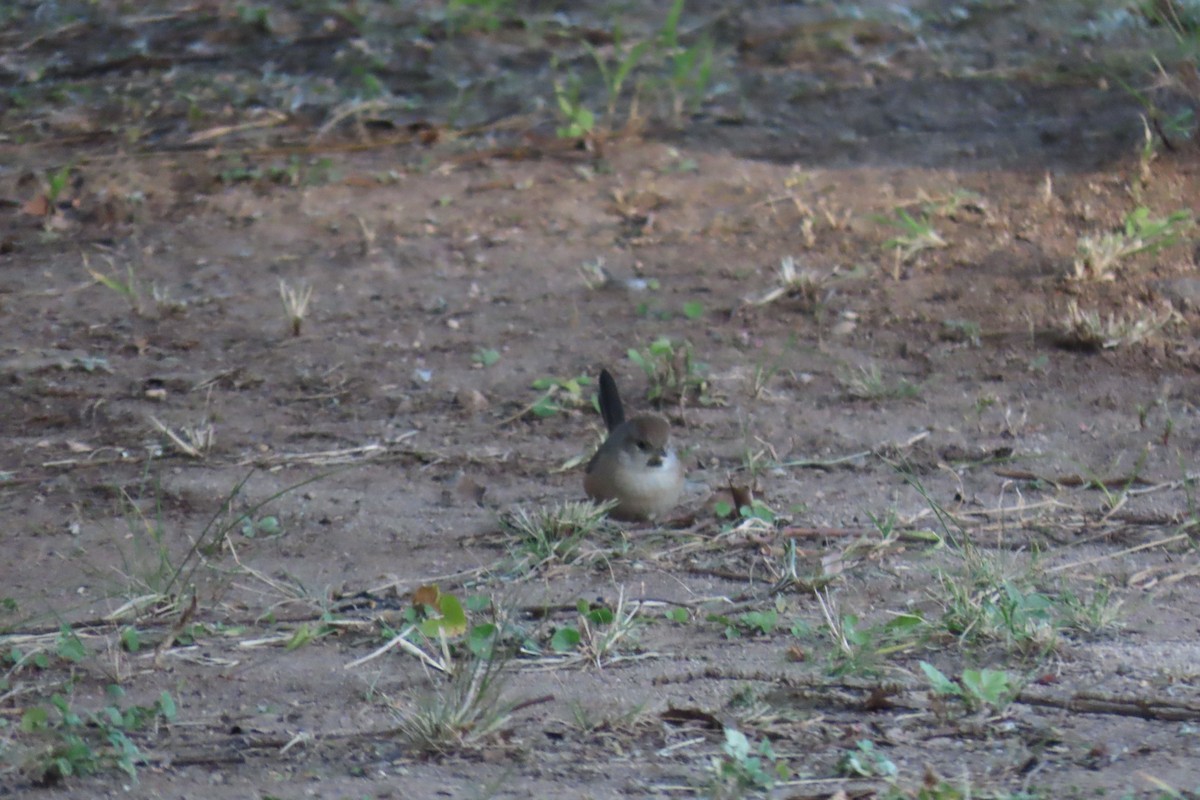 Short-billed Canastero - ML638318097