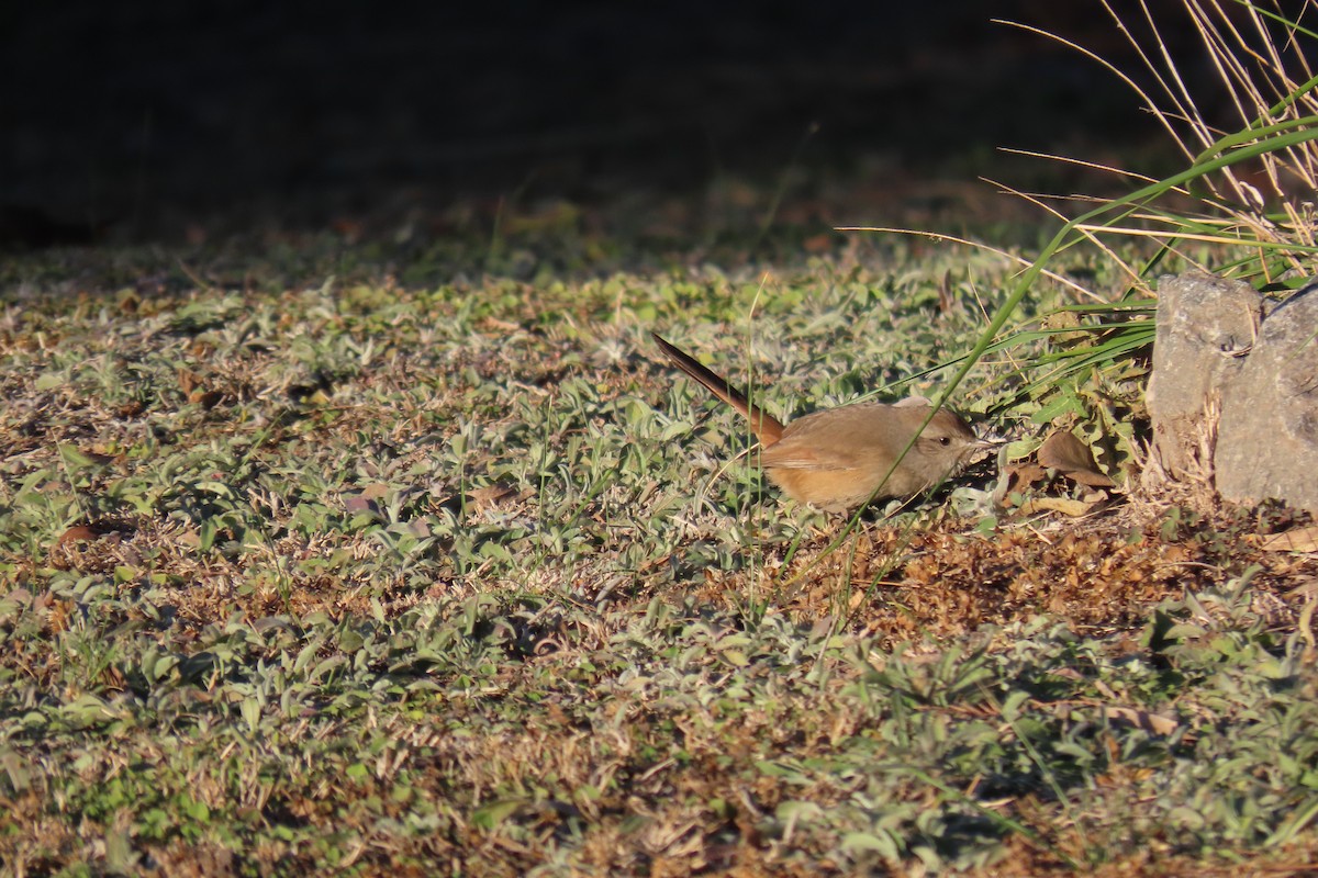 Short-billed Canastero - ML638318098