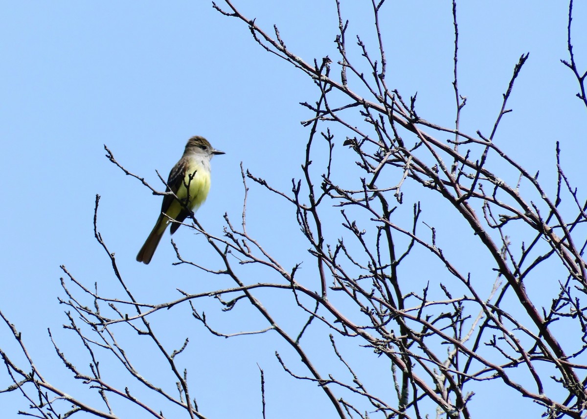 Great Crested Flycatcher - ML638318099