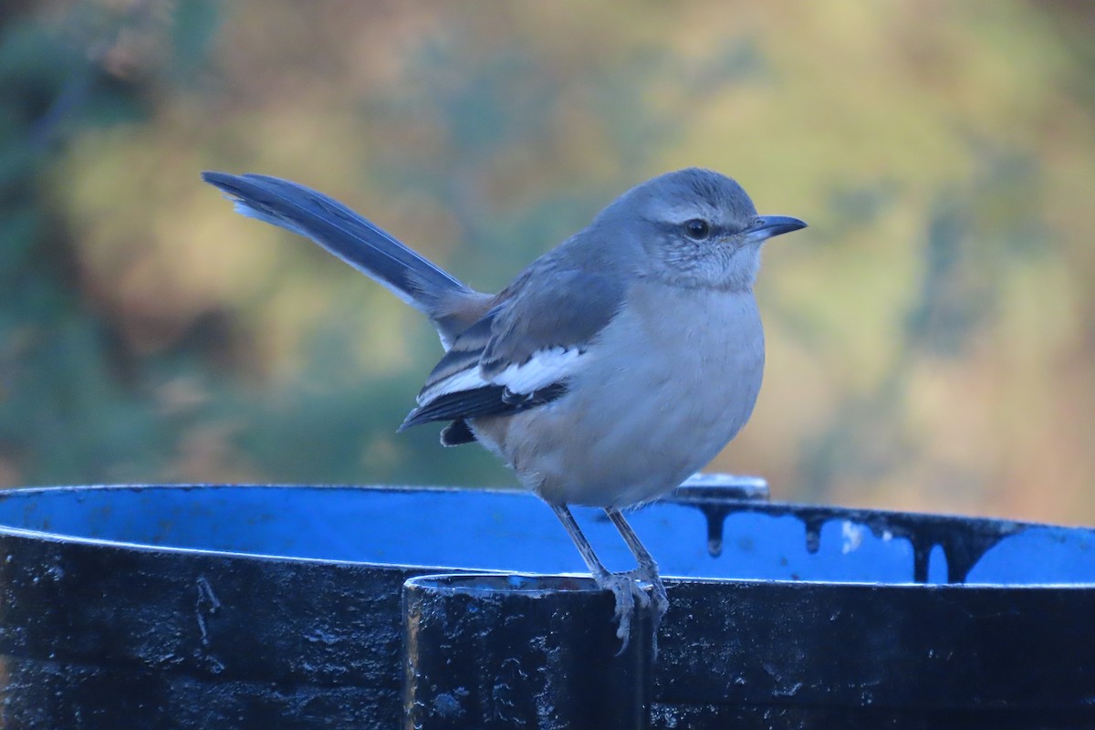 White-banded Mockingbird - ML638318109