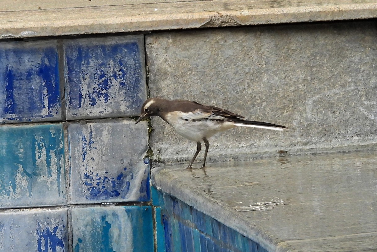 White-browed Wagtail - ML638318114