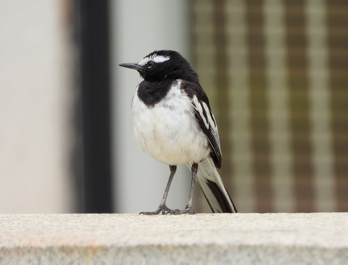 White-browed Wagtail - ML638318115
