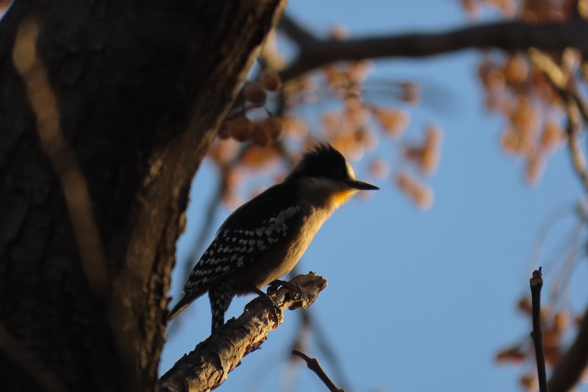 White-fronted Woodpecker - ML638318118