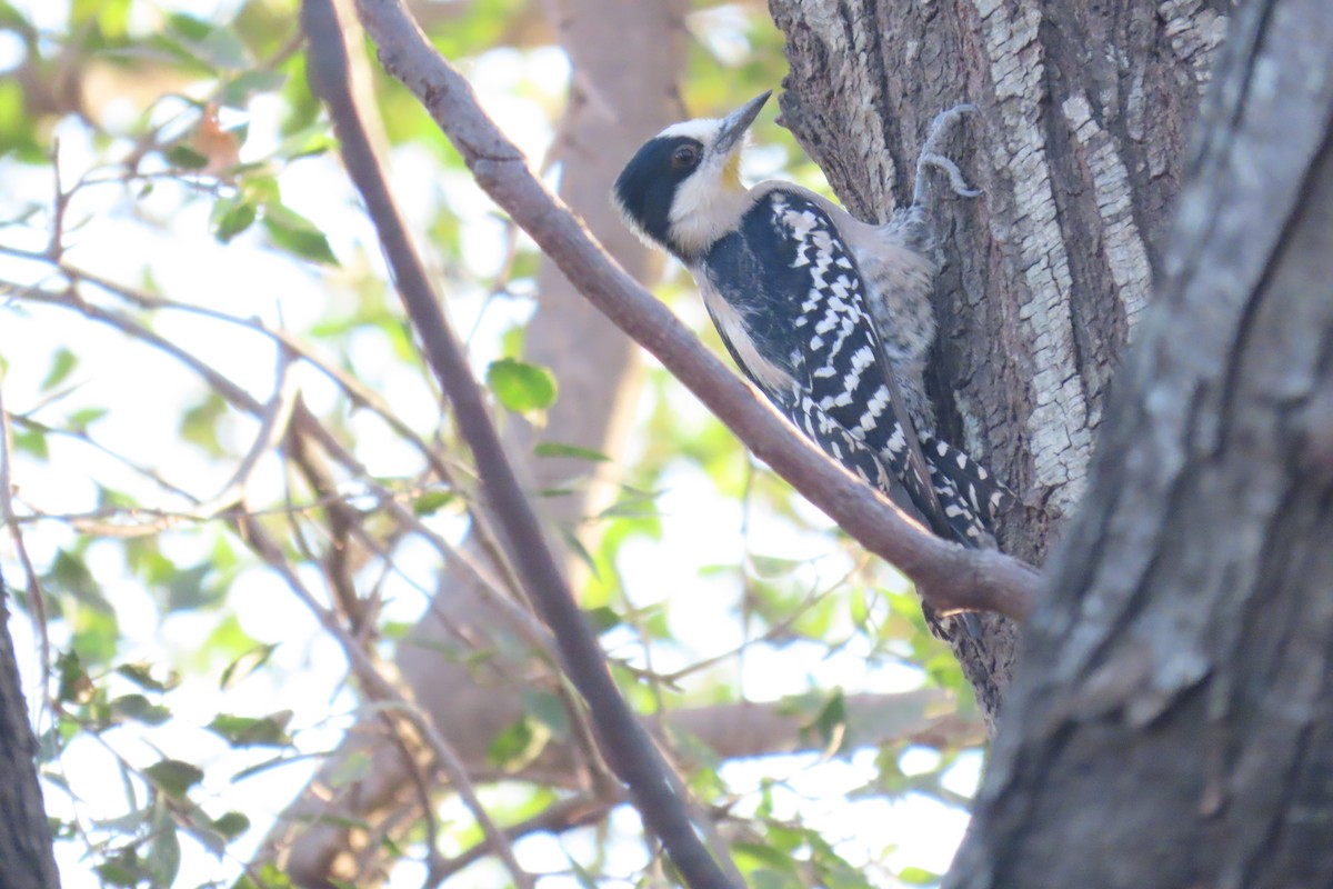 White-fronted Woodpecker - ML638318119