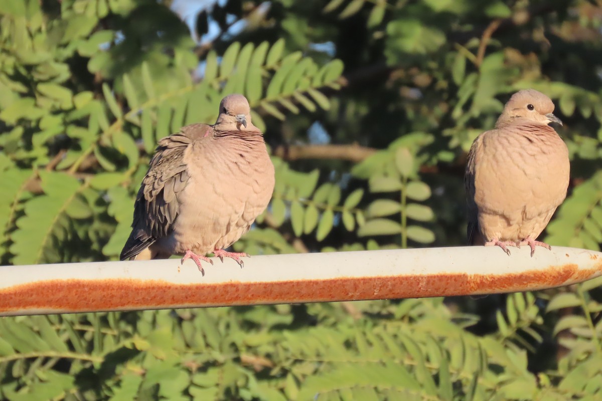 Eared Dove - ML638318124