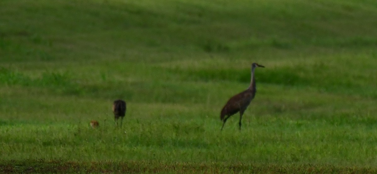 Sandhill Crane - ML638318161