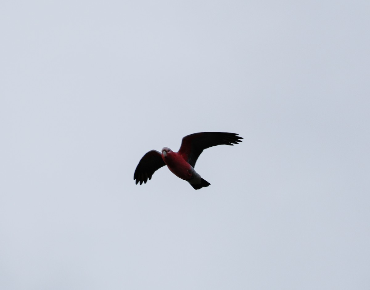 Galah - ML638318164