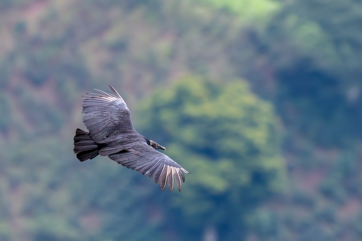 Black Vulture - ML638318170