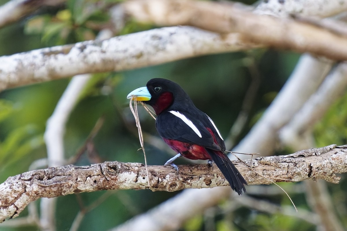 Black-and-red Broadbill (Black-and-red) - ML638318178