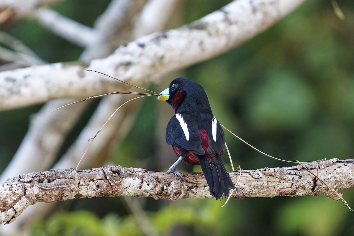 Black-and-red Broadbill (Black-and-red) - ML638318180