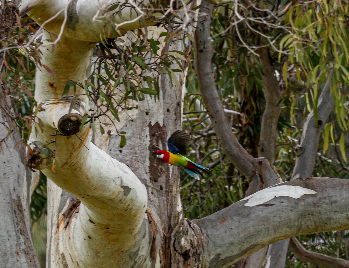 Rosella orientale - ML638318181