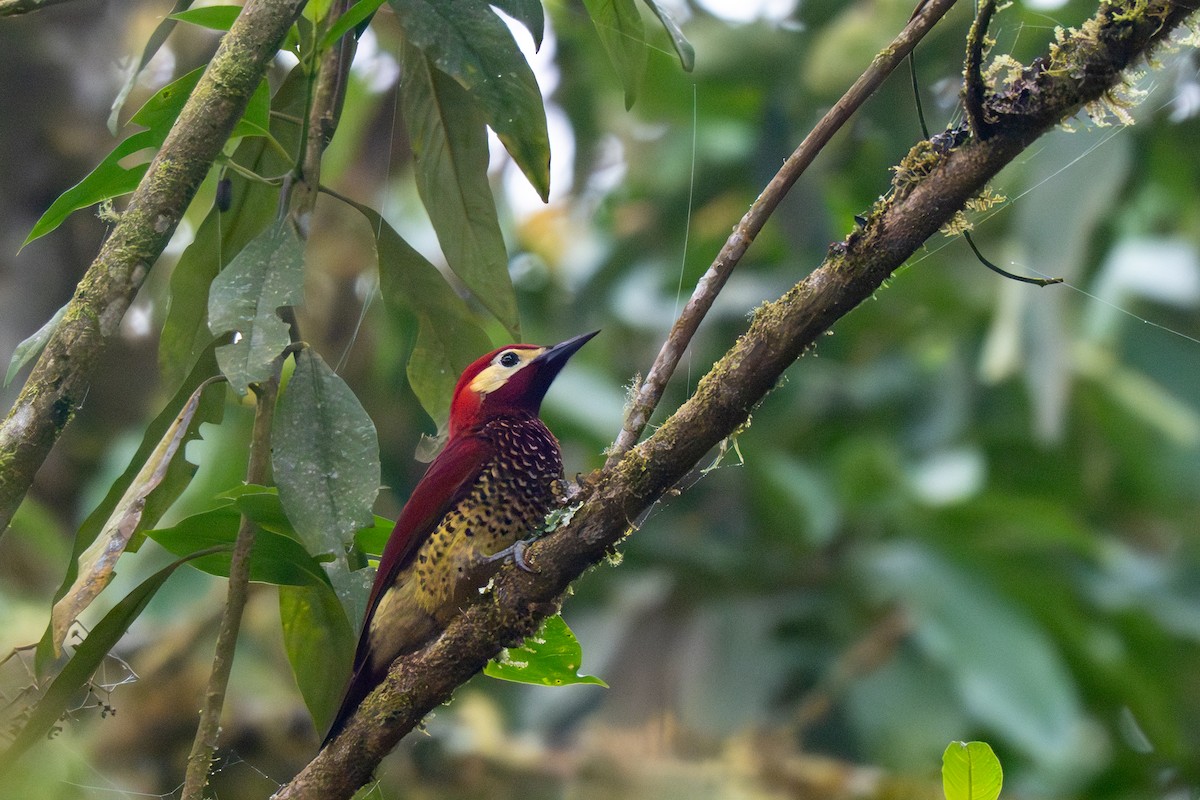 Crimson-mantled Woodpecker - ML638318182