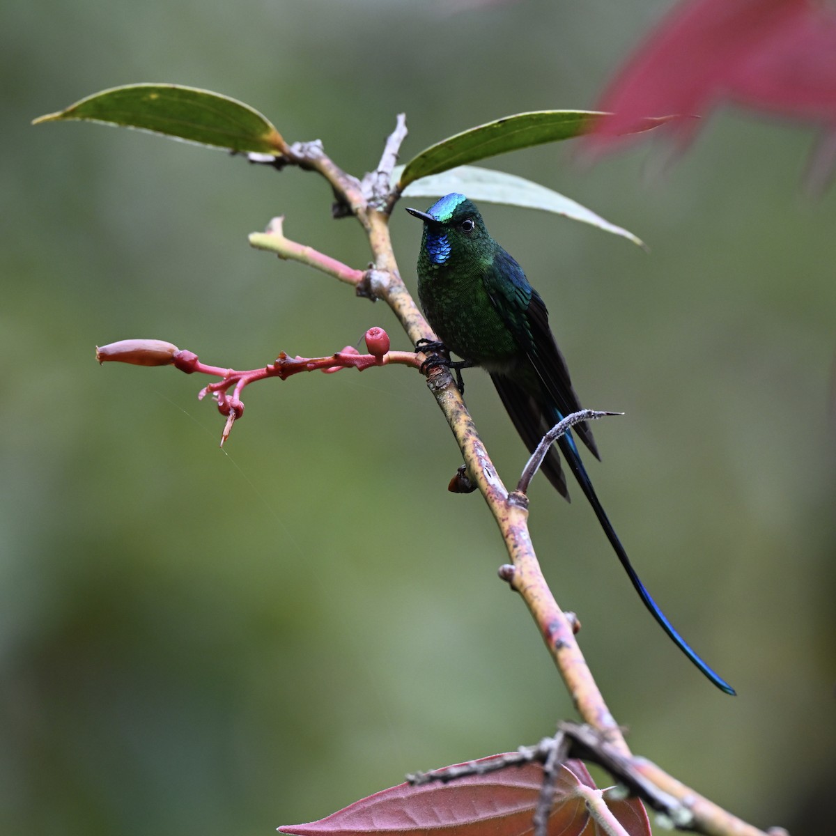 Long-tailed Sylph - ML638318187