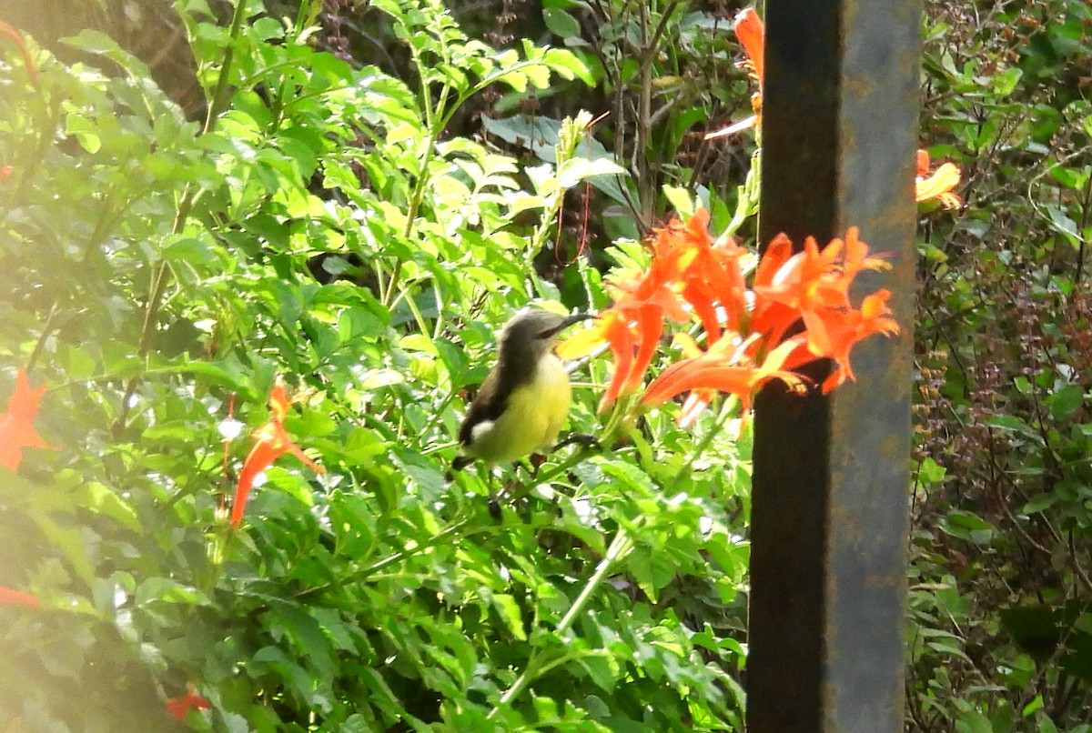Purple-rumped Sunbird - ML638318190