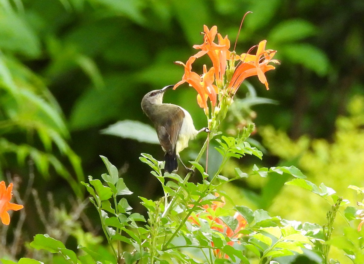 Purple-rumped Sunbird - ML638318191