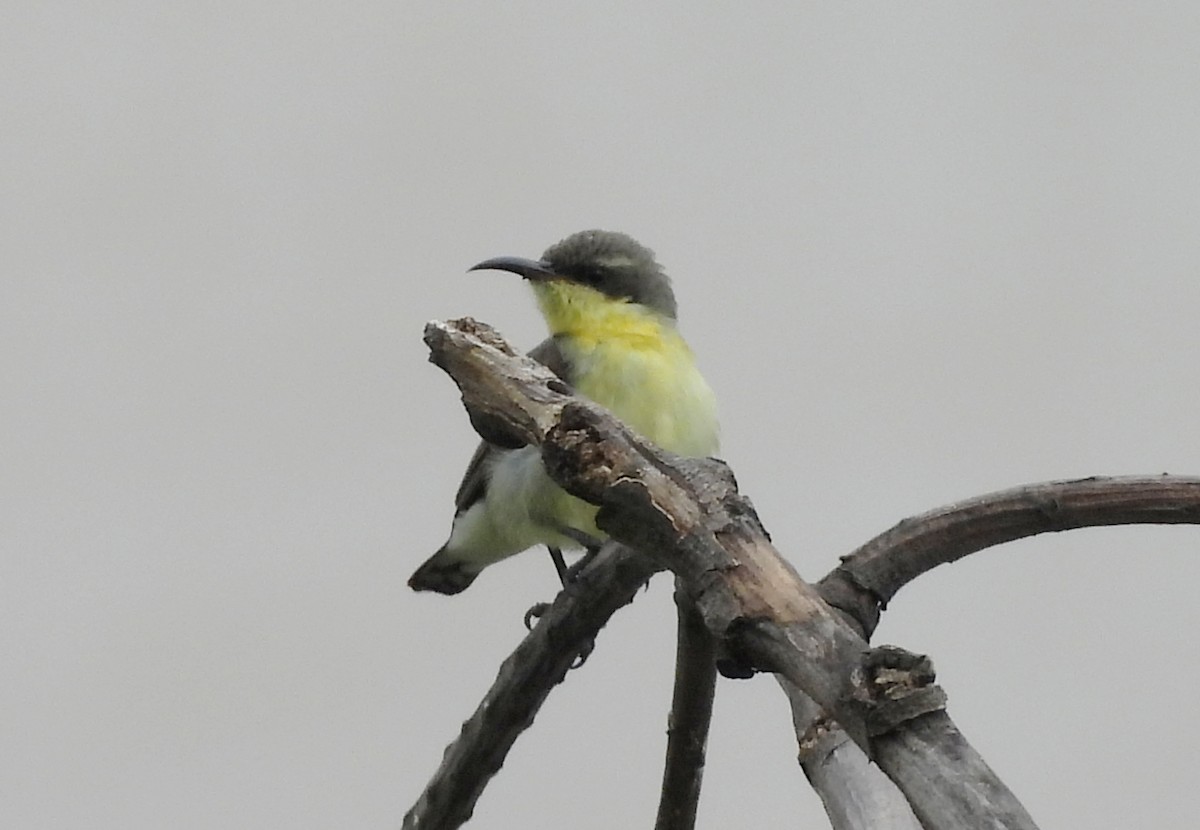 Purple-rumped Sunbird - ML638318192