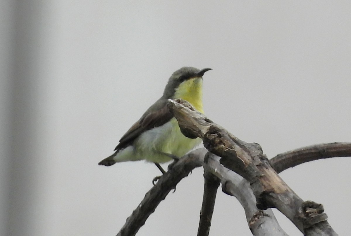 Purple-rumped Sunbird - ML638318193