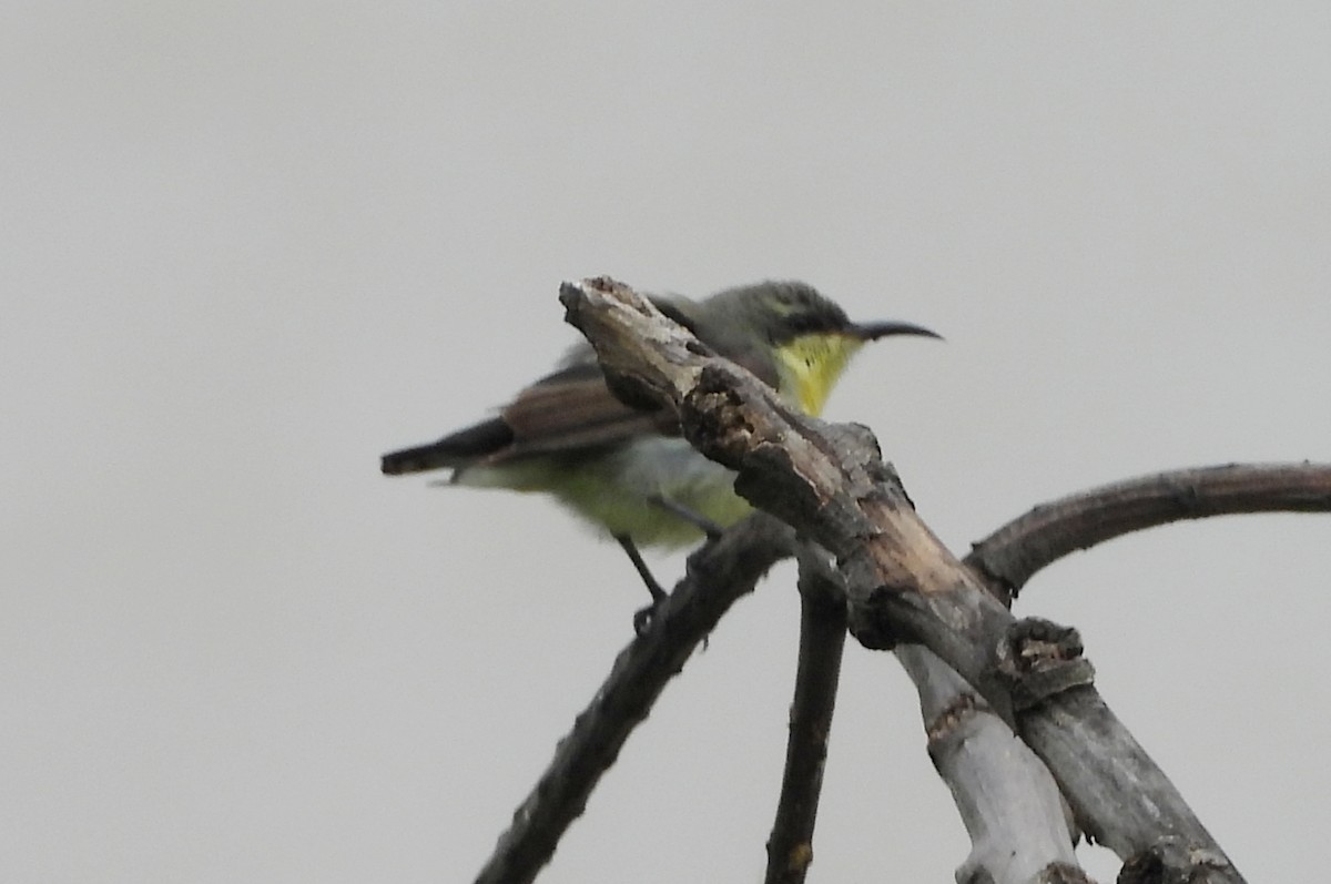 Purple-rumped Sunbird - ML638318195